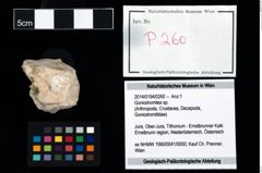 Foto (Objekt + Etikett) von Goniodromites sp.  (NHMW-GEO-2014-0194-0260)